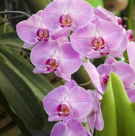 phalaenopsis pembe şerit orkide