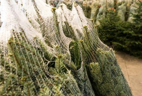 kesilmiş ve nakliye ve satışa hazır plastik ağlara sarılmış birçok Noel ağacı