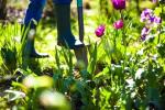 Monty Don: 'Ruhlarımızı Beslemek İçin Bahçeliyoruz', Chelsea Flower Show