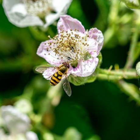 böğürtlen çiçeğinden nektar poleni toplayan hoverfly epistrophe grossulariae