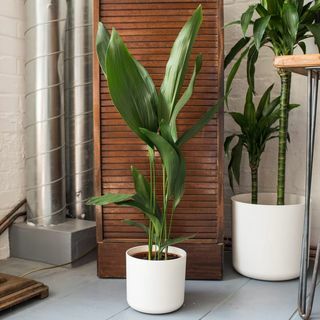 Aspidistra