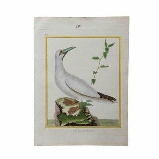 18. c. Fransız Kuş Gravürü