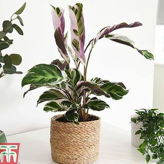 Calathea 'Füzyon Beyazı'