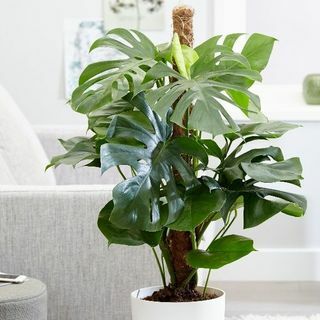 Monstera deliciosa - İsviçre Peynir Fabrikası