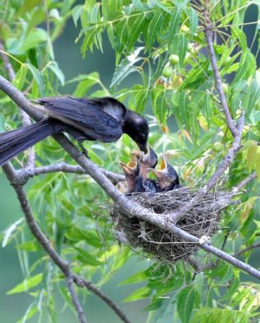 ağaçta beslenen kuşlar