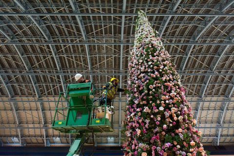 47ft çiçek Noel ağacı St Pancras Uluslararası İstasyonu, Londra açıldı.