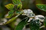 Bahar donu: Met Office ve RHS bahçıvanlar için bitkileri korumak için tavsiye verdi