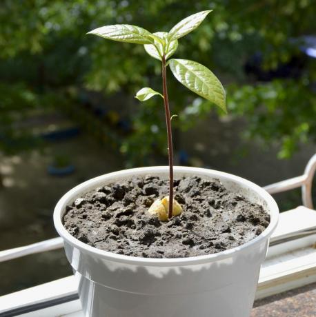 Avokado filizlerinin makro çekimine ekilen filizlenmiş avokado çukuru