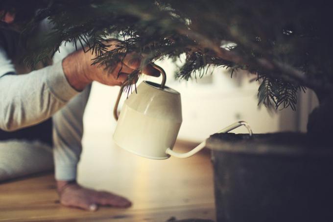erkek elleri saksıdaki Noel ağacını suluyor