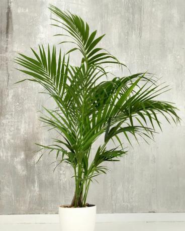 kentia hurma howea forsteriana