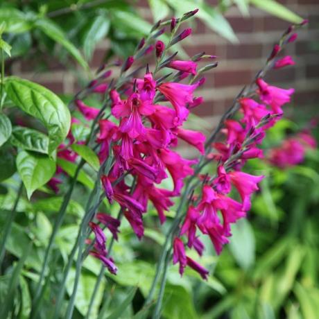 Gladiolus communis subsp. bizans