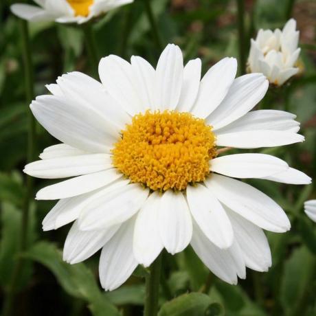 Leucanthemum × superum 'Snowcap'