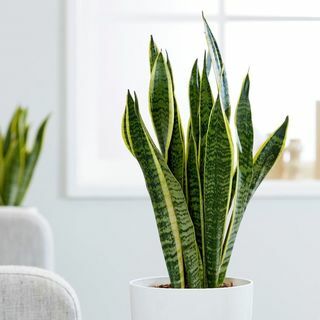 Sansevieria trifasciata var. Laurentii