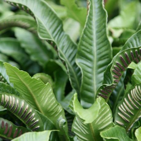 asplenium scolopendrium