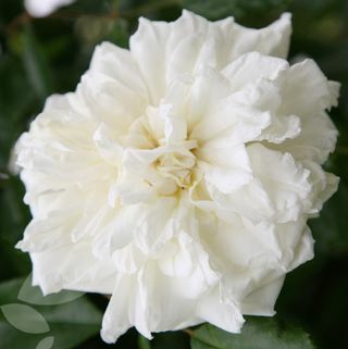 Rosa 'Albéric Barbier