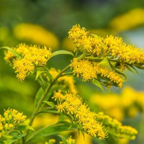 solidago canadensis kanada altın başak sarı yaz çiçek tıbbi bitki