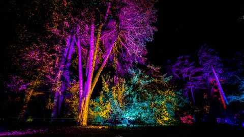 29 Kasım - 22 Aralık tarihleri ​​arasında Westonbirt Glos'daki Ulusal Arboretum'da büyülü Noel