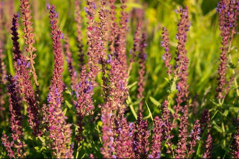 sınır bitki, çiçek açan bahçe adaçayı ortak adaçayı, mutfak adaçayı, ada çayı officinalis taze mor çiçek alanı pembe yaz çayır adaçayı arka plan