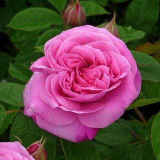 Rosa "Gertrude Jekyll"