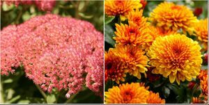 chelsea çiçek gösterisi bahçesi için en iyi sonbahar bitkileri