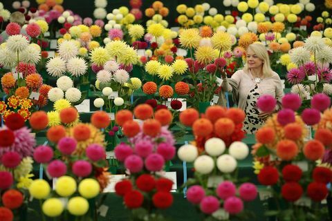 RHS Wisley Çiçek Fuarı 2016'da Ulusal Dahlia Derneği Gösterisi