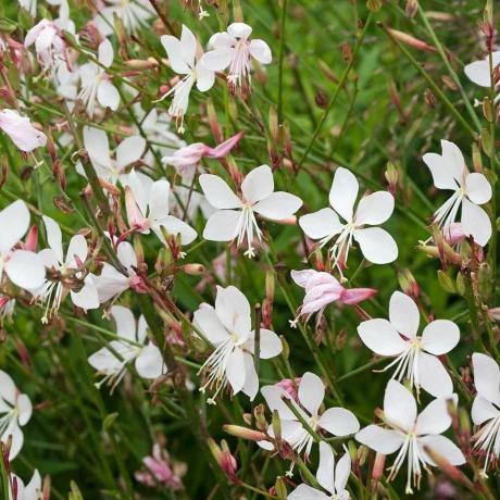 Gaura lindheimeri Gelin - 'Dönen Kelebekler' Bitkisi