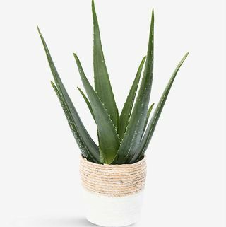 Aloe Vera Bitkisi ve Hasır Sepet