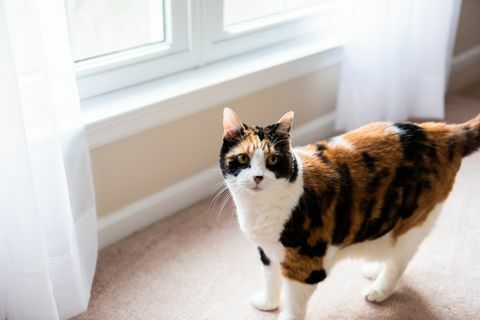 Kadın alaca kedi yüz ayakta yatak odası ve perdeleri halı katta cam kenarında arıyor