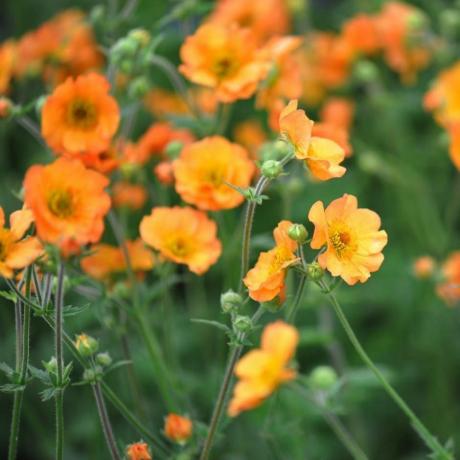 Geum 'Tamamen Mandalina' (PBR)