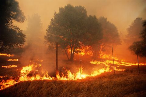 kereste kıtlığı, Sonoma County, California, ABD'deki orman yangınları