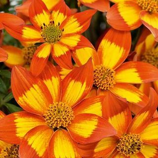 Bidens Hawaii Flare fişi x 12