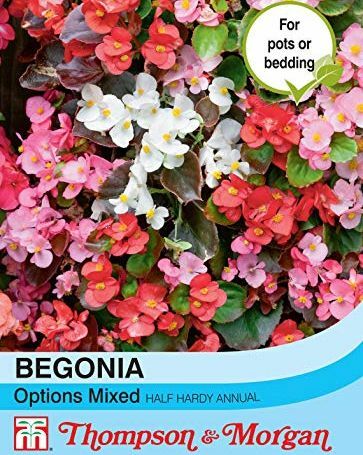 Begonia Semperflorens Karışık Seçenekler