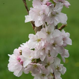 Prunus 'Amanogawa' Japon çiçekli kiraz