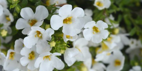 süs bacopa çiçekleri latin adı chaenostoma cordatum