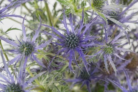Eryngium 'Mavi Dalgalar' - Chelsea Çiçek Gösterisi - 2018 yılı ikincisi