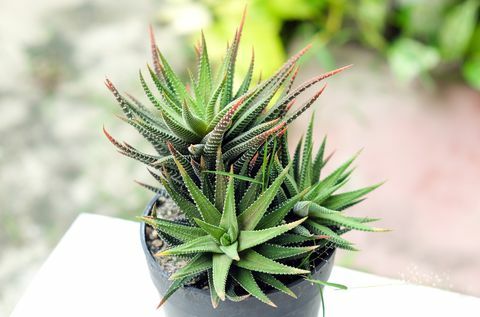 Pot, succulents veya kaktüs küçük kaktüs