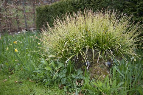 İngiltere'deki ilk kalıcı Kirpi Sokak bahçesi, Kuzey Yorkshire, RHS Harlow Carr'da tanıtıldı