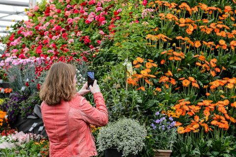 bbc bahçıvanlar dünyası canlı 2019 çiçekli kayan yazı katılımcısı bitki piramidini fotoğraflıyor