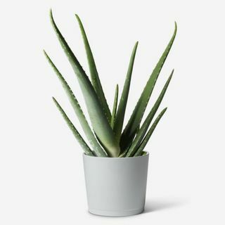 Aloe Vera Bitkisi