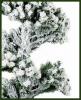Argos Sarmal Bir Noel Ağacı Satıyor