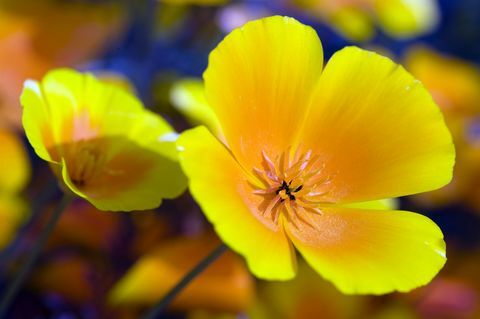 Kaliforniya haşhaş - sarı ve turuncu çiçek