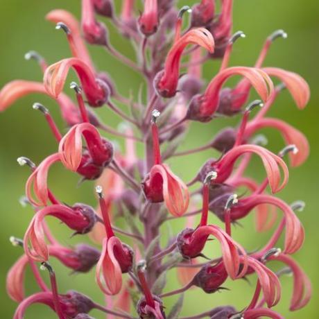 tropikal bitkiler, lobelia tupa, şeytanın tütünü