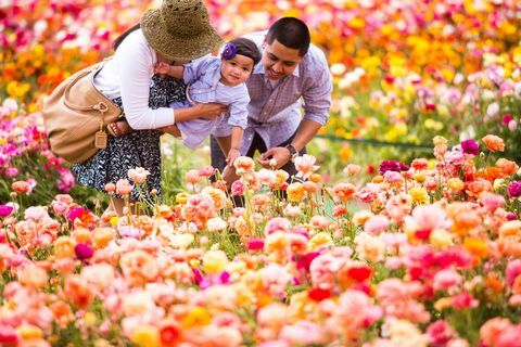california çiçek tarlası 50 dönüm carlsbad ziyareti