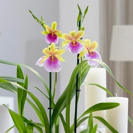 Miltonia 'Sunset'pansy orkide