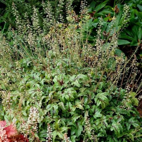 Heucherella 'Kimono'