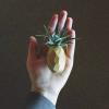 Bu Mini Ananas Bitki Tutucular, Çıplak Duvarlarınızın Eksikliği Nelerdir?