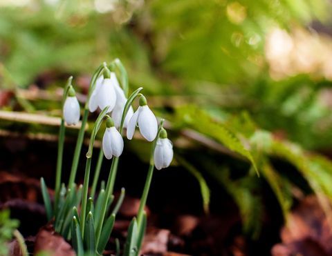 Doğal olarak büyüyen kardelen kümeleri (Galanthus)