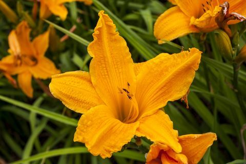 Hemerocallis 'Yanan Gün Işığı'