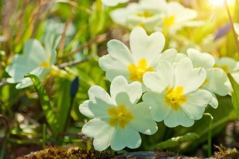 campanula'lar Mart güneş ışığı üzerinde