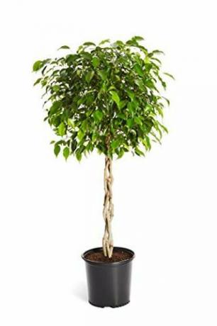 Örgülü Ficus Ağacı, 3-4 Metre Boyunda